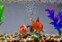 mise en route d'un aquarium d'eau douce