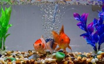 mise en route d'un aquarium d'eau douce