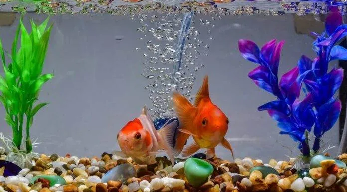 mise en route d'un aquarium d'eau douce