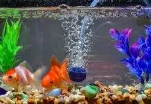 oxygene aquarium poisson rouge