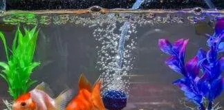 oxygene aquarium poisson rouge