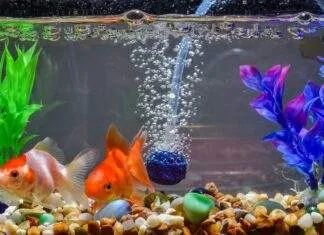 Les besoins et production d’oxygène dans l’aquarium oxygene aquarium poisson rouge