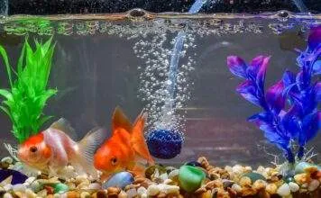 Les besoins et production d’oxygène dans l’aquarium oxygene aquarium poisson rouge