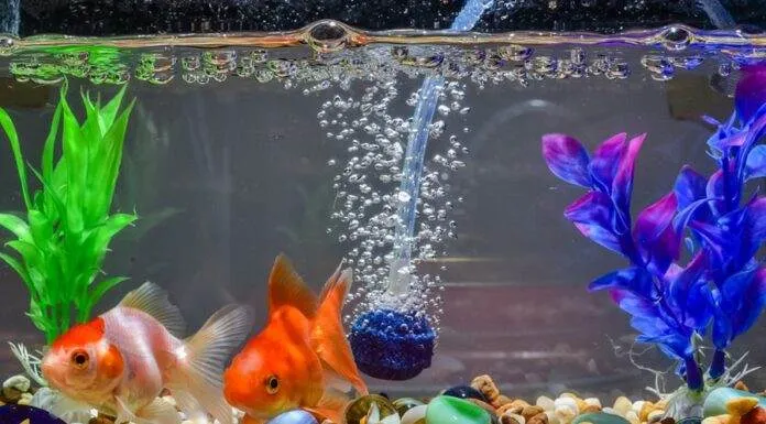 oxygene aquarium poisson rouge