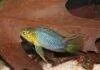 Fiche du poisson Apistogramma borellii (Apisto ombrelle) poisson Apistogramma borellii