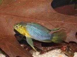 poisson Apistogramma borellii