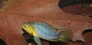 poisson Apistogramma borellii