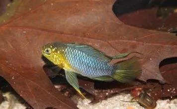 Fiche du poisson Apistogramma borellii (Apisto ombrelle) poisson Apistogramma borellii