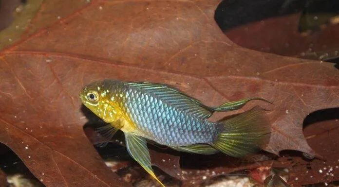 poisson Apistogramma borellii