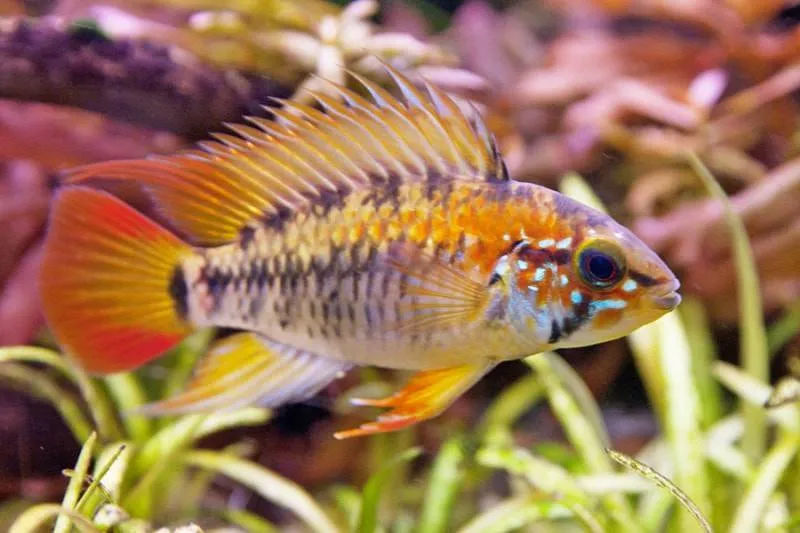 poisson Apistogramma viejita (2)