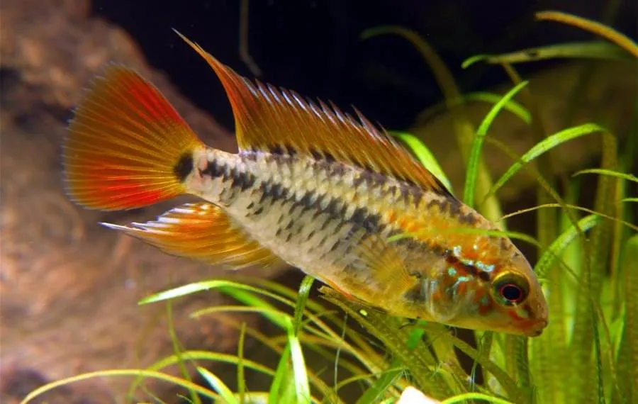 poisson Apistogramma viejita