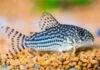 poisson Corydora sterbai