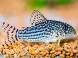 poisson Corydora sterbai