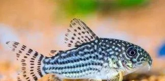poisson Corydora sterbai