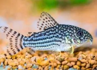 poisson Corydora sterbai