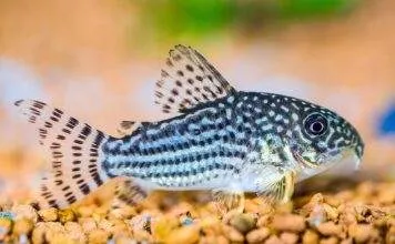 poisson Corydora sterbai