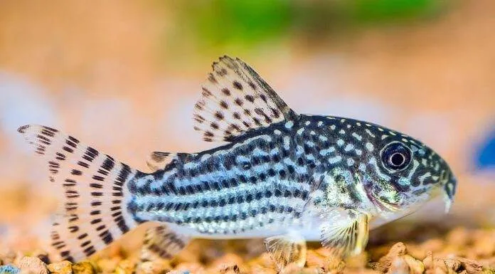 poisson Corydora sterbai