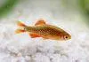 Fiche du poisson Danio margaritatus (rasbora galaxy) poisson Danio margaritatus rasbora