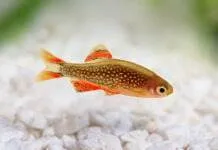 poisson Danio margaritatus rasbora