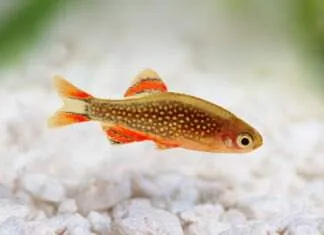 poisson Danio margaritatus rasbora