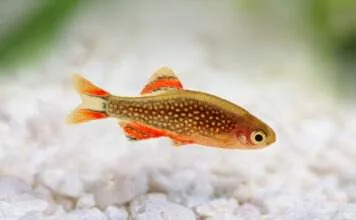 Fiche du poisson Danio margaritatus (rasbora galaxy) poisson Danio margaritatus rasbora