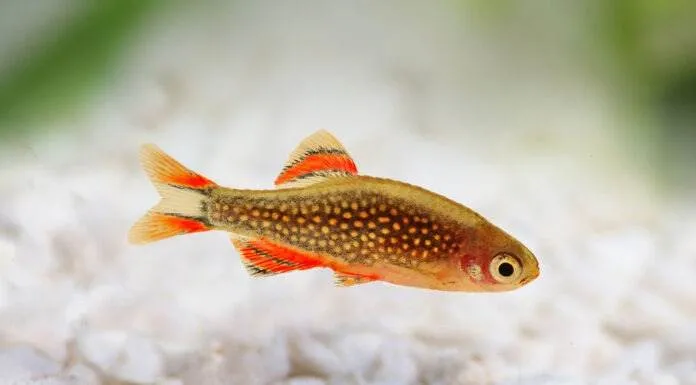 Fiche du poisson Danio margaritatus (rasbora galaxy) poisson Danio margaritatus rasbora