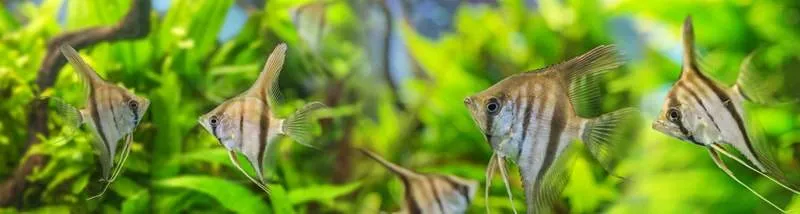 poisson scalaire