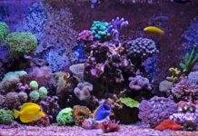 roches vivantes pour un aquarium marin