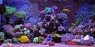 roches vivantes pour un aquarium marin