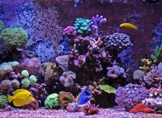 Les roches vivantes pour un aquarium marin roches vivantes pour un aquarium marin