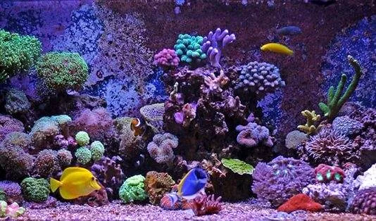 roches vivantes pour un aquarium marin