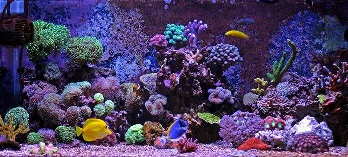 Les roches vivantes pour un aquarium marin roches vivantes pour un aquarium marin