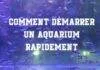 Comment démarrer un aquarium rapidement