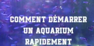 Comment démarrer un aquarium rapidement