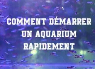 Comment démarrer un aquarium rapidement