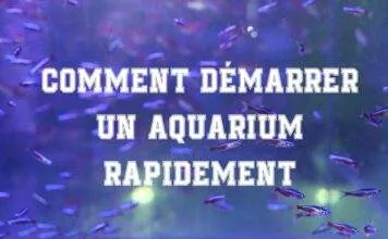 Comment démarrer un aquarium rapidement