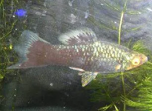 Comment reconnaître un hybride Poeciliidae