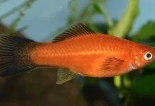 Déterminisme du sexe et l’hybridation chez les Poeciliidae Déterminisme du sexe chez les Poeciliidae et hybridation