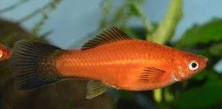 Déterminisme du sexe chez les Poeciliidae et hybridation