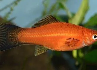 Déterminisme du sexe chez les Poeciliidae et hybridation