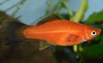 Déterminisme du sexe chez les Poeciliidae et hybridation