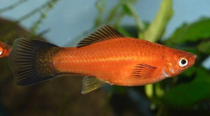 Déterminisme du sexe chez les Poeciliidae et hybridation