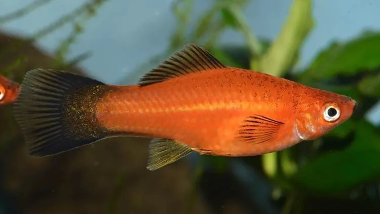 Déterminisme du sexe chez les Poeciliidae et hybridation