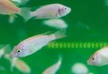 L’intoxication des poissons dues à la pollution ambiante dans l’aquarium Intoxication des poissons d'aquarium-min