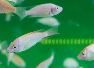 Intoxication des poissons d'aquarium-min