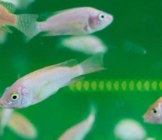 Intoxication des poissons d'aquarium-min