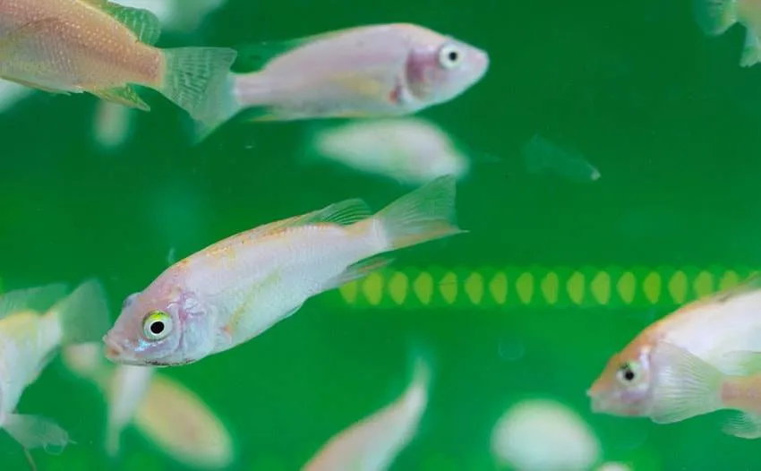 Intoxication des poissons d'aquarium-min