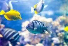 L’aquarium récifal pour les débutants L'aquarium récifal pour les débutants