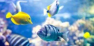 L'aquarium récifal pour les débutants