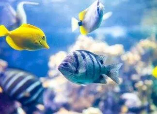 L'aquarium récifal pour les débutants